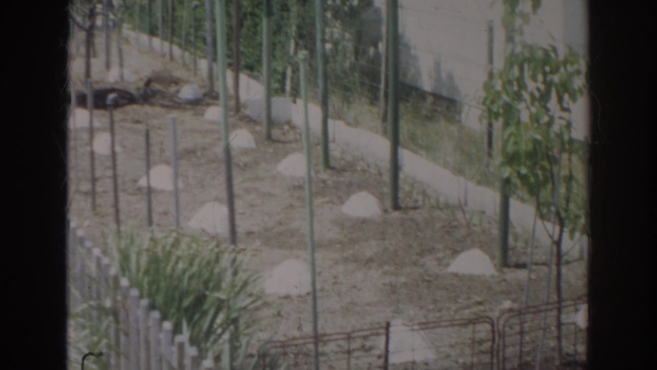 1966 Norfolk garden view with young plantings, upright support poles, pale base covers, and a wall in the background.