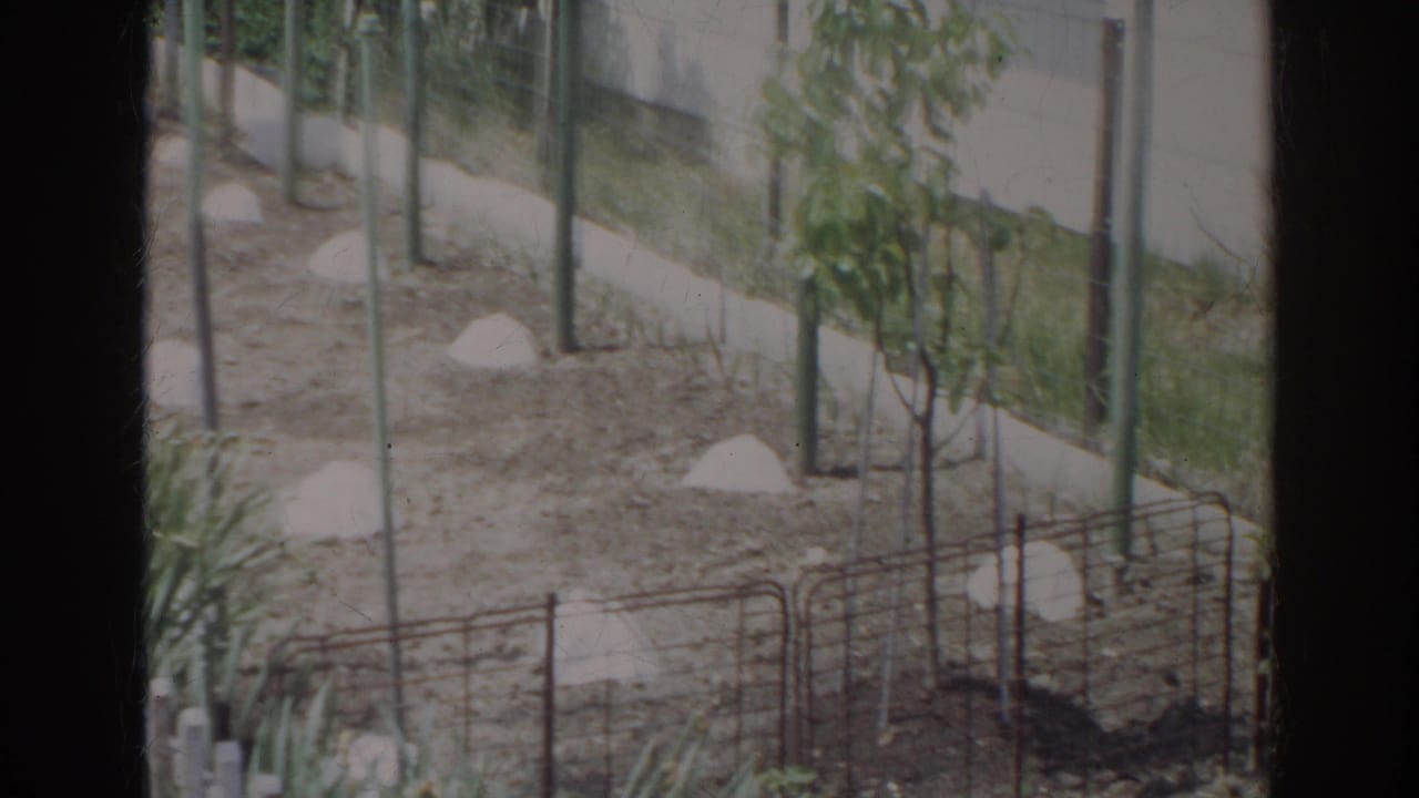 1966 Norfolk residential garden frame showing supported young plants, low fencing, and sparse soil beds.