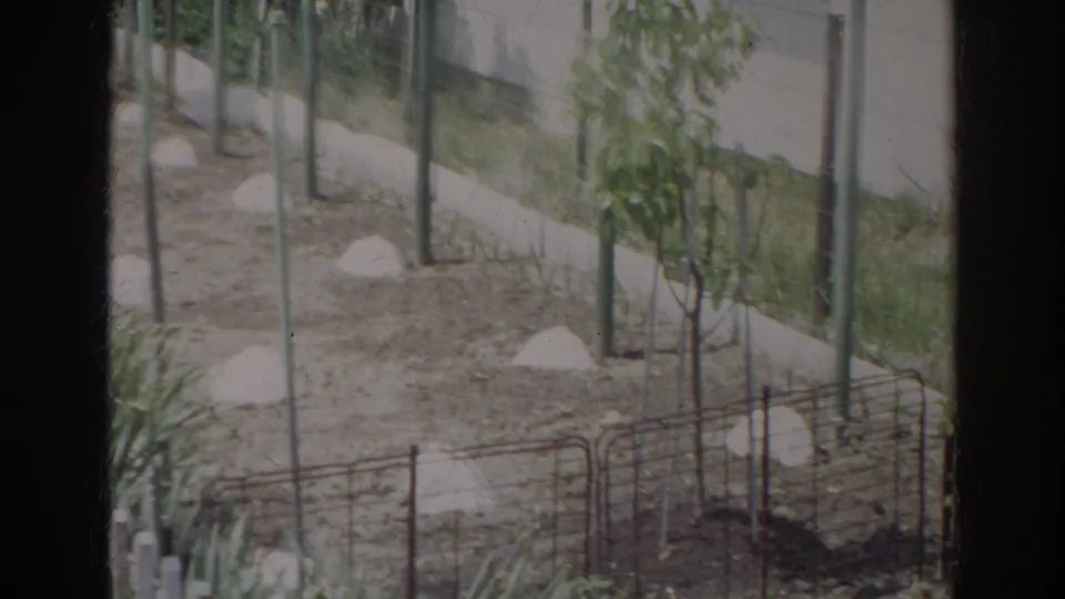 1966 Norfolk residential garden frame showing supported young plants, low fencing, and sparse soil beds.