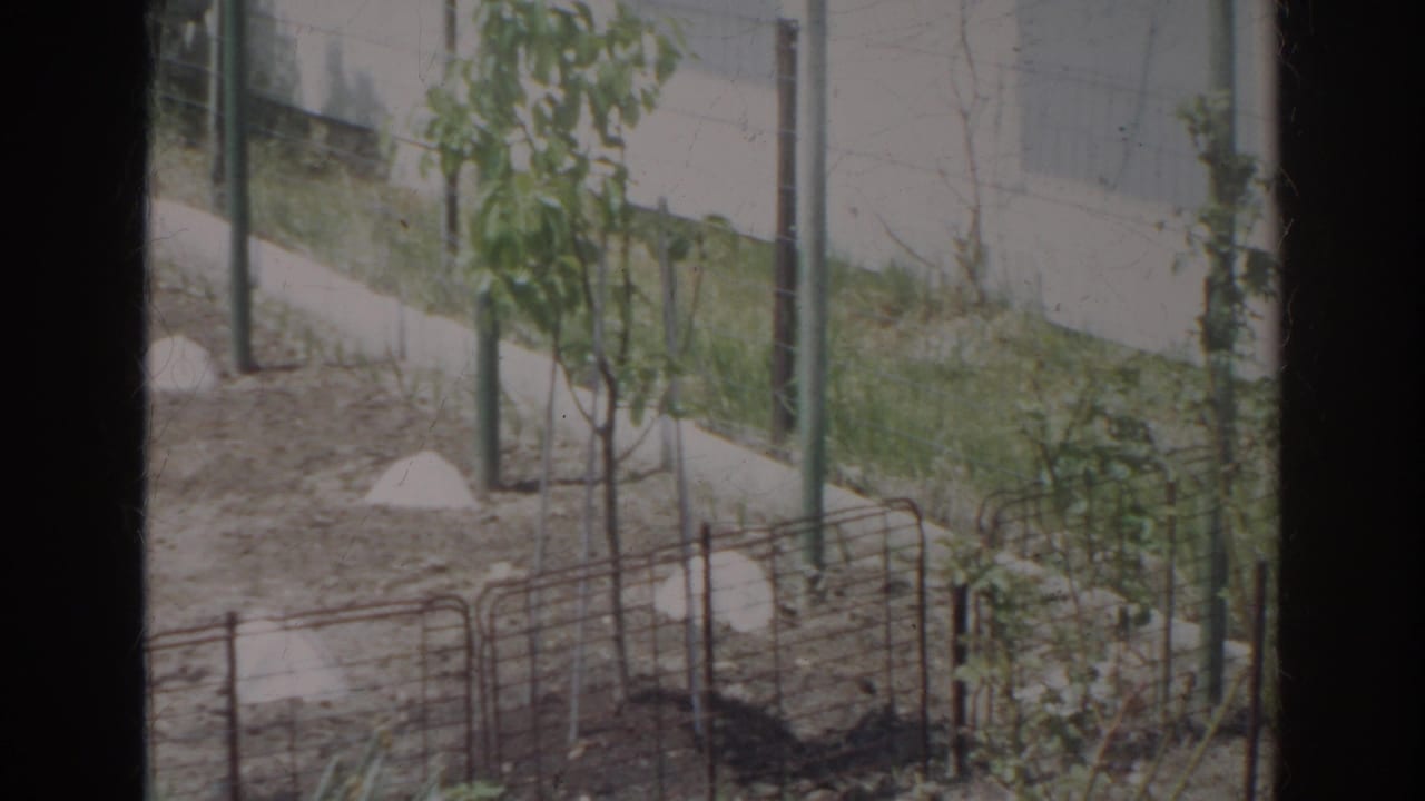 1966 Norfolk 8mm frame of a residential garden bed with poles, young trees, low fence, and pale wall.