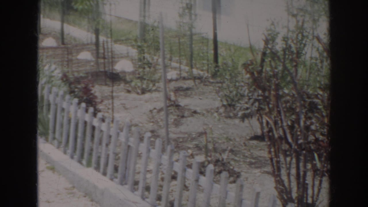 1966 Norfolk yard view with a white picket fence, bare planting soil, small shrubs, and thin supports around young trees.