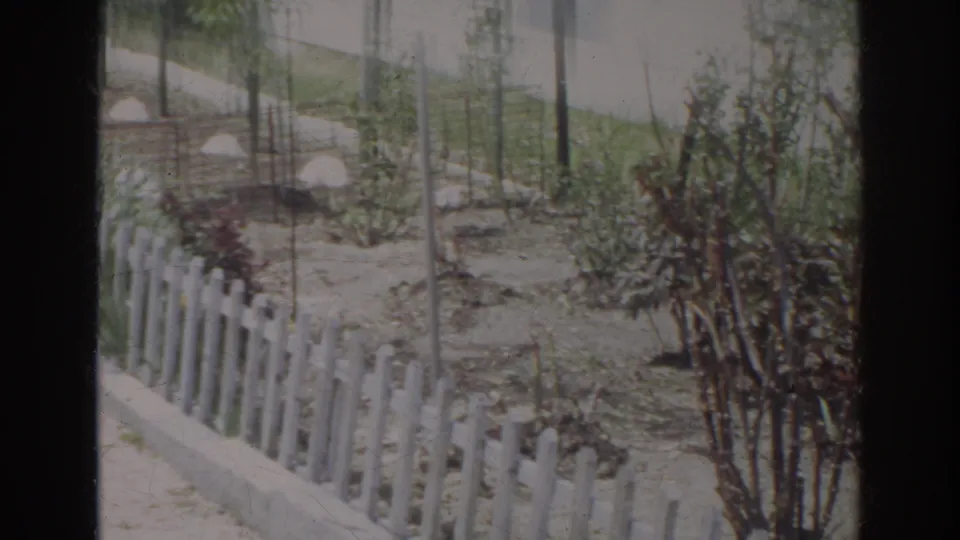1966 Norfolk yard view with a white picket fence, bare planting soil, small shrubs, and thin supports around young trees.