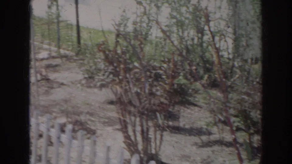 1966 Norfolk home-movie view of leafy bushes, bare garden soil, and a short white fence in a residential outdoor setting.