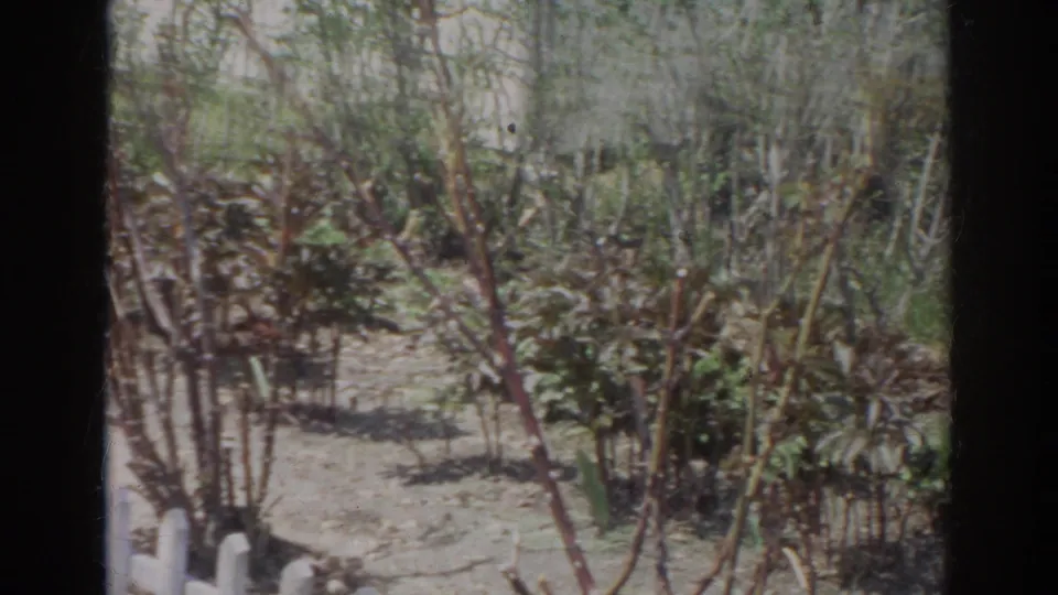 1966 Norfolk frame showing dense shrubs, thin young trees, bare soil, and a partial white fence at the edge of the yard.