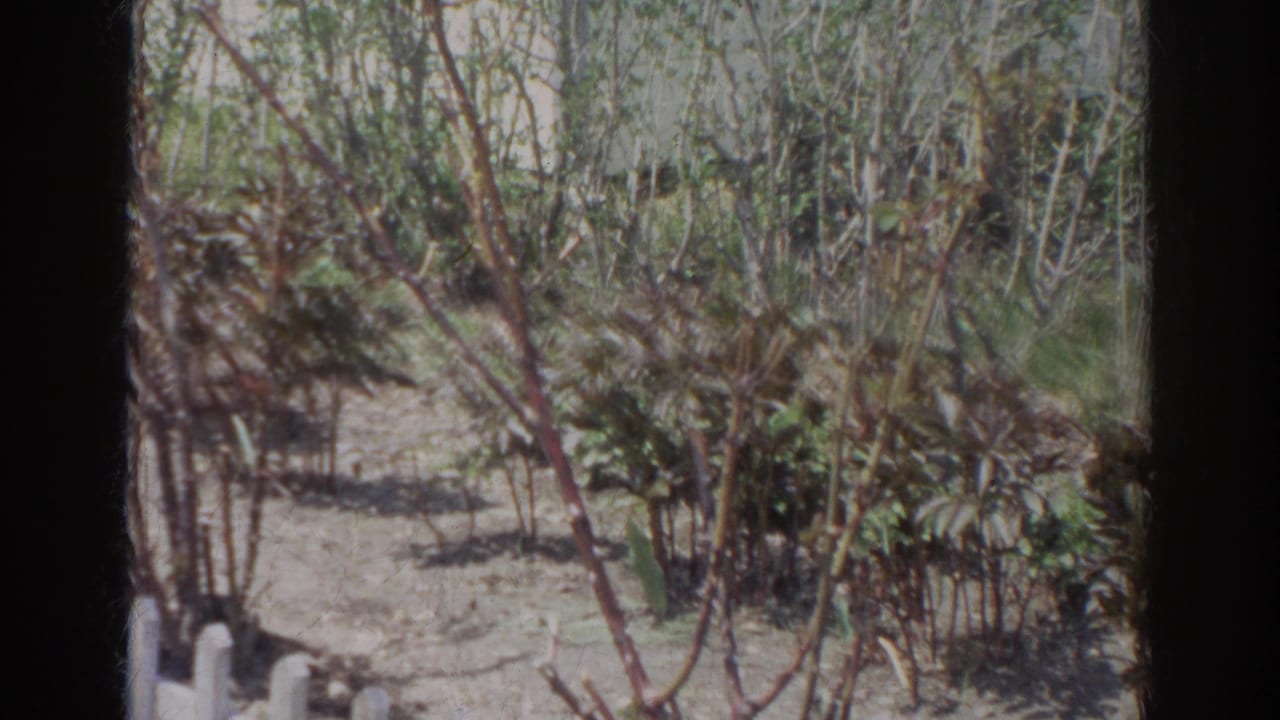 Sunlit garden with shrubs, thin trees, bare ground, and a small white border at lower left.