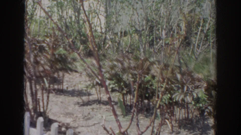 1966 Norfolk home-movie frame showing a sunlit garden bed with shrubs, thin trees, bare soil, and a small white border element.