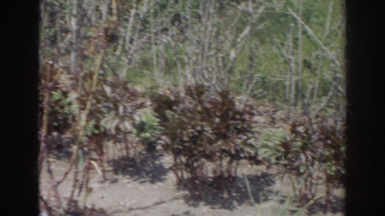 Garden bed with dense shrubs, thin trees, pale trunks, and dark film edge at center.