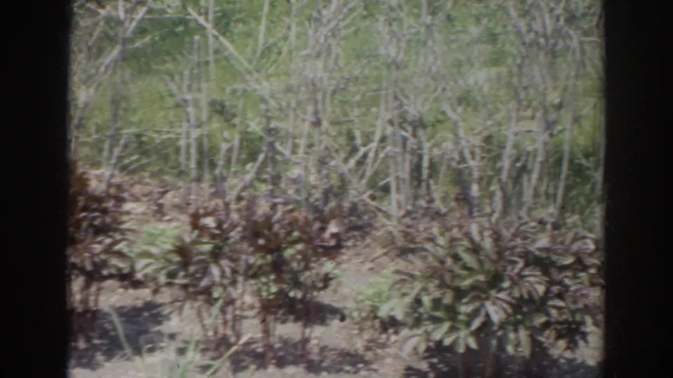 Soft 1966 Norfolk 8mm frame with shrubs in the foreground, slender trees behind, bare soil, and mottled sunlight.