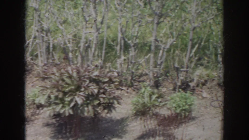 1966 Norfolk home-movie frame showing leafy garden shrubs, thin trees, open soil, and a dark vertical film border.
