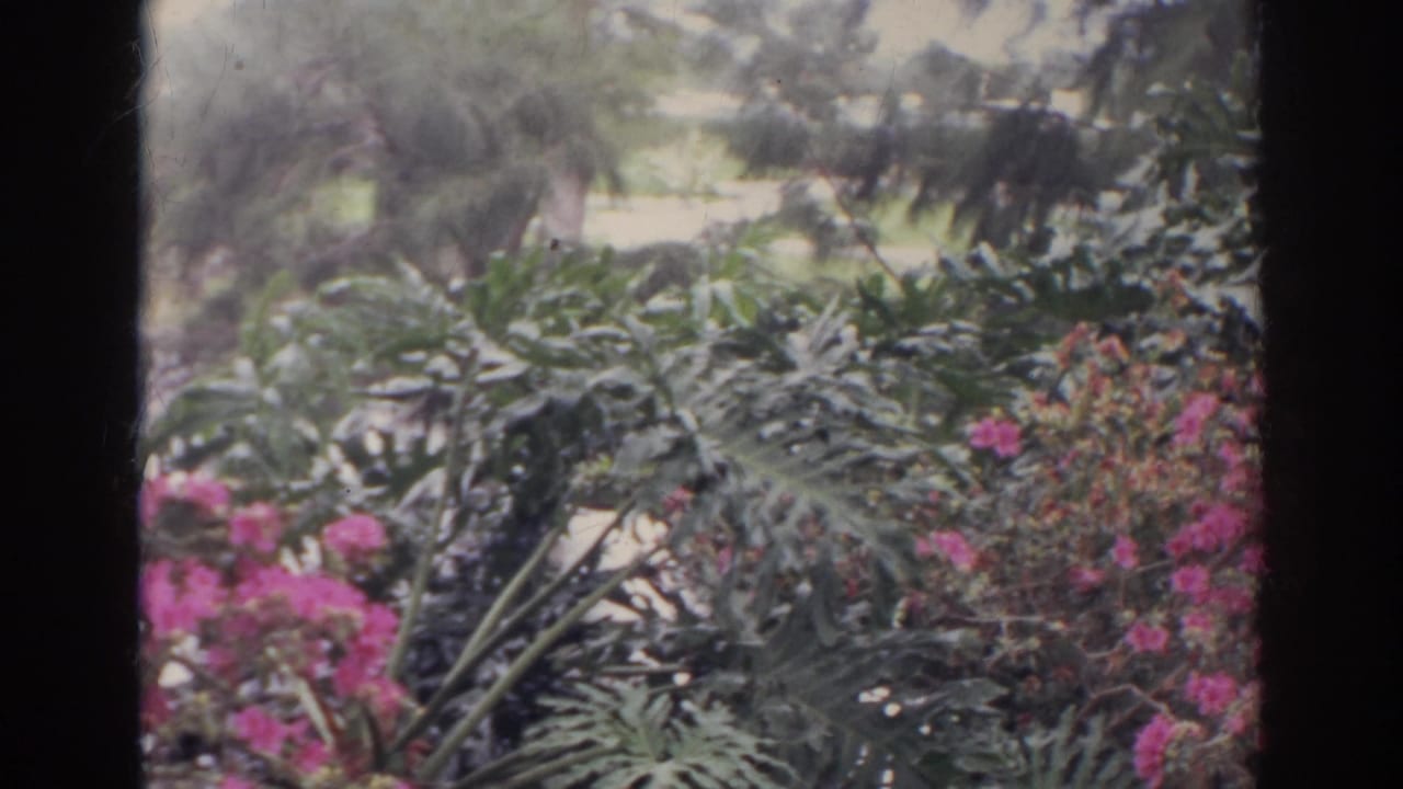 1966 Norfolk garden view with large leaves, pink flowers, and soft daylight in handheld 8mm footage.