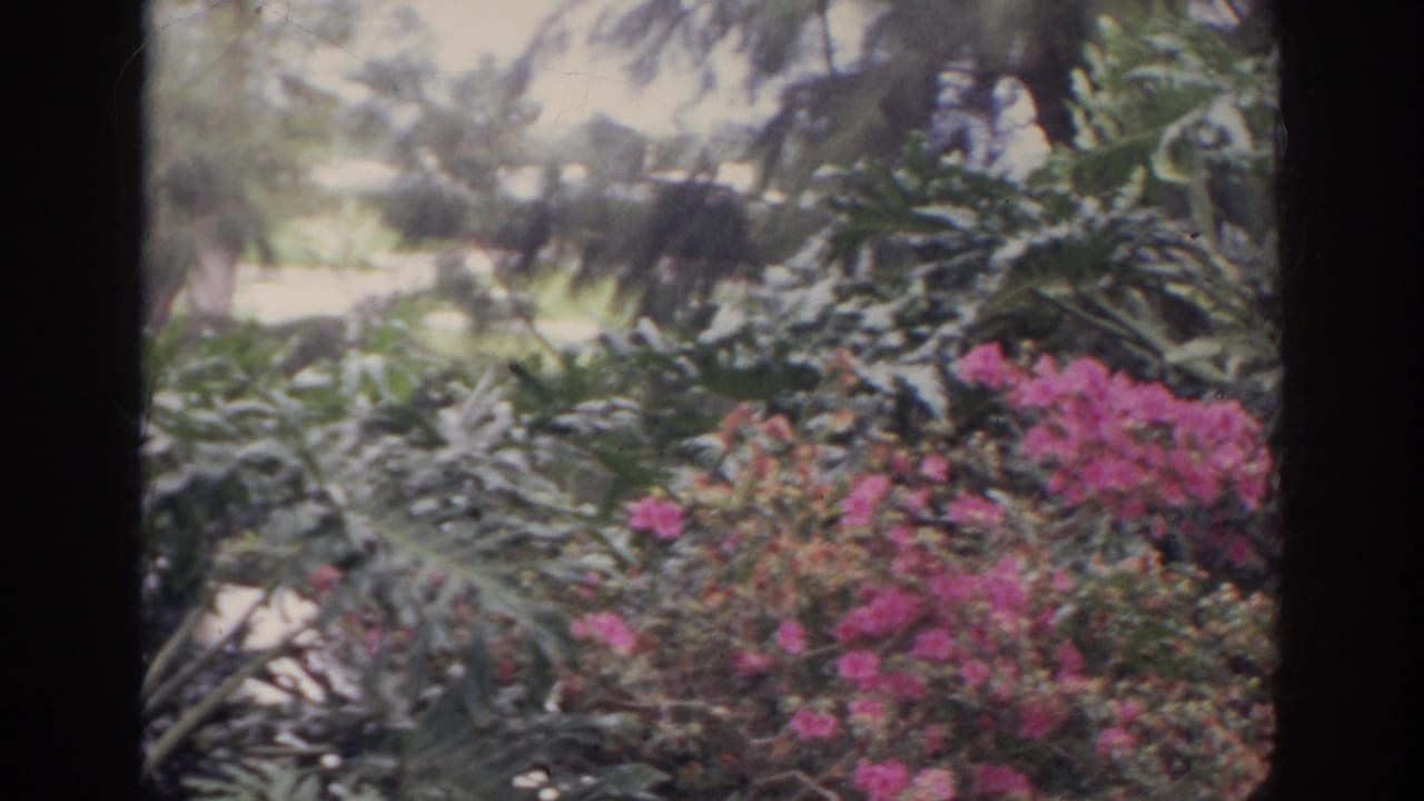 Handheld 1966 Norfolk garden frame showing broad-leaf plants, pink blossoms, and a pale walkway or curb beyond.