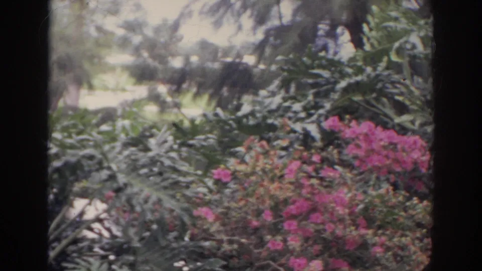 Handheld 1966 Norfolk garden frame showing broad-leaf plants, pink blossoms, and a pale walkway or curb beyond.