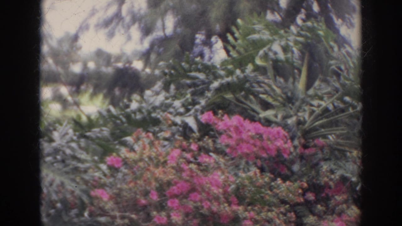 1966 Norfolk home-movie frame of dense ornamental planting with pink flowers, broad leaves, and visible film edge.