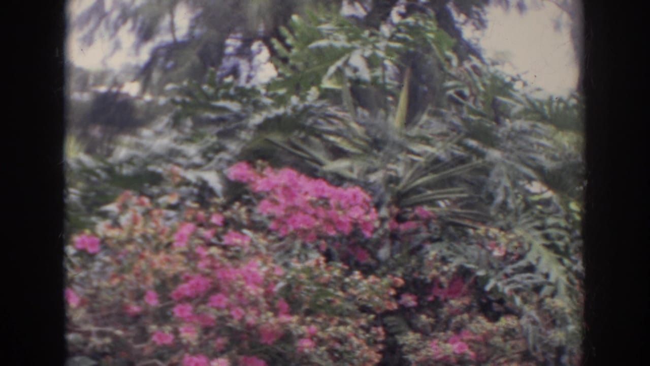 1966 Norfolk home-movie frame showing pink flowers, dense green fronds, hedging, and a soft-focus garden setting.