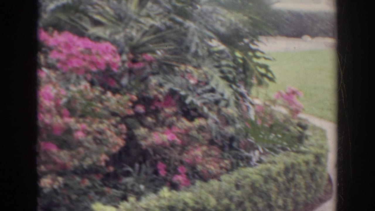Garden bed with pink flowers, hedges, lawn, and concrete path.