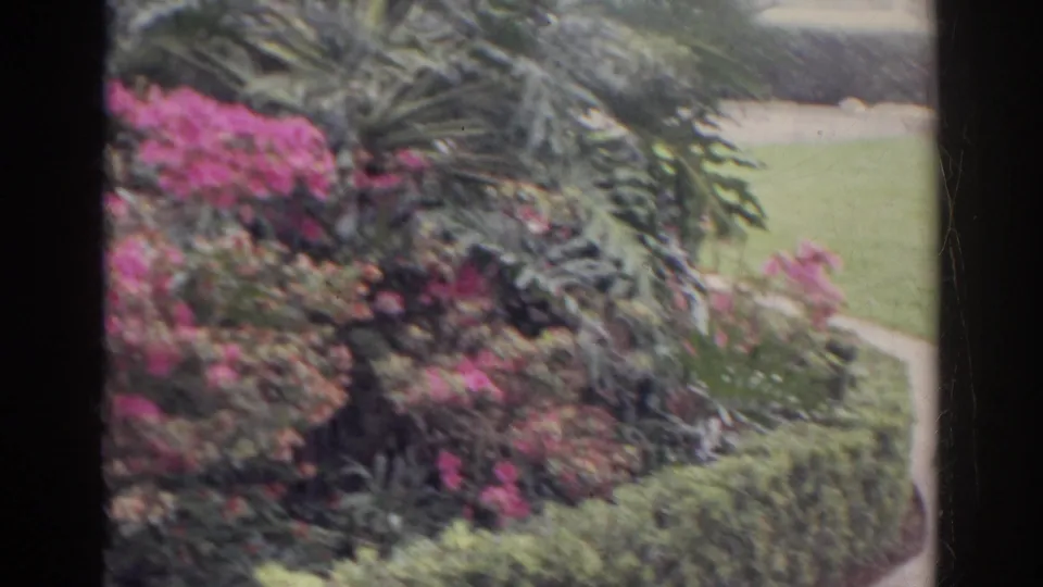 1966 Norfolk garden view with pink blossoms, palm-like foliage, clipped hedge, green lawn, and a curving concrete path.