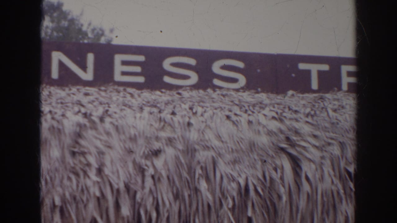 Close-up frame from the Norfolk 1966 footage showing fragmented white lettering on a dark sign over reed-like texture.