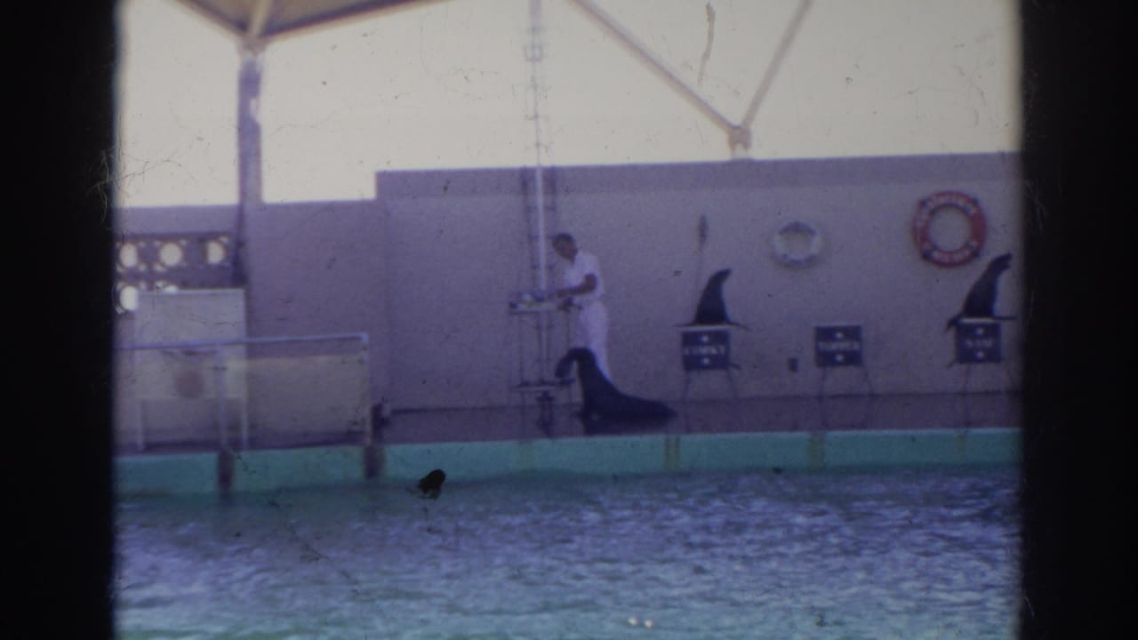 1966 Norfolk home-movie frame showing a white-uniformed trainer near a pool with sea lions on low performance stands.