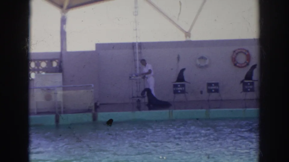 1966 Norfolk home-movie frame showing a white-uniformed trainer near a pool with sea lions on low performance stands.