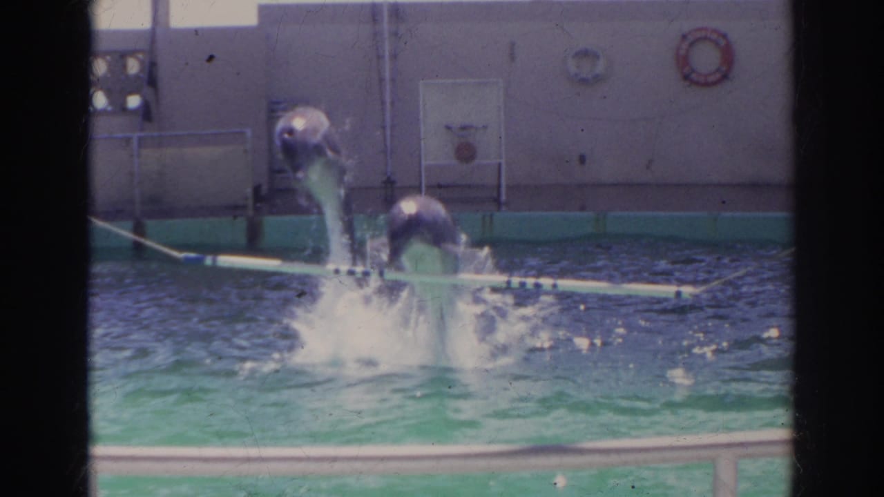 Two trained dolphins jump together in a turquoise pool in Norfolk, Virginia, 1966 footage, with life rings and a canopy behind them.