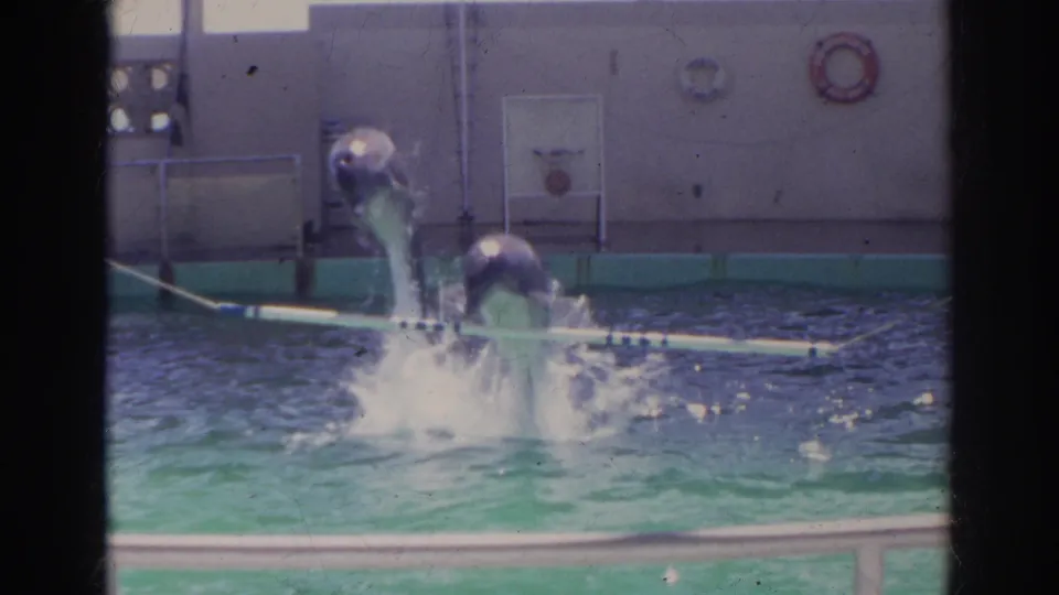 Two trained dolphins jump together in a turquoise pool in Norfolk, Virginia, 1966 footage, with life rings and a canopy behind them.
