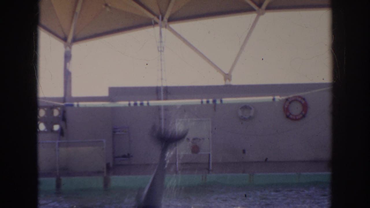A dolphin is caught in motion near the pool edge during the Norfolk 1966 marine performance, with a wall, life ring, and canopy visible.