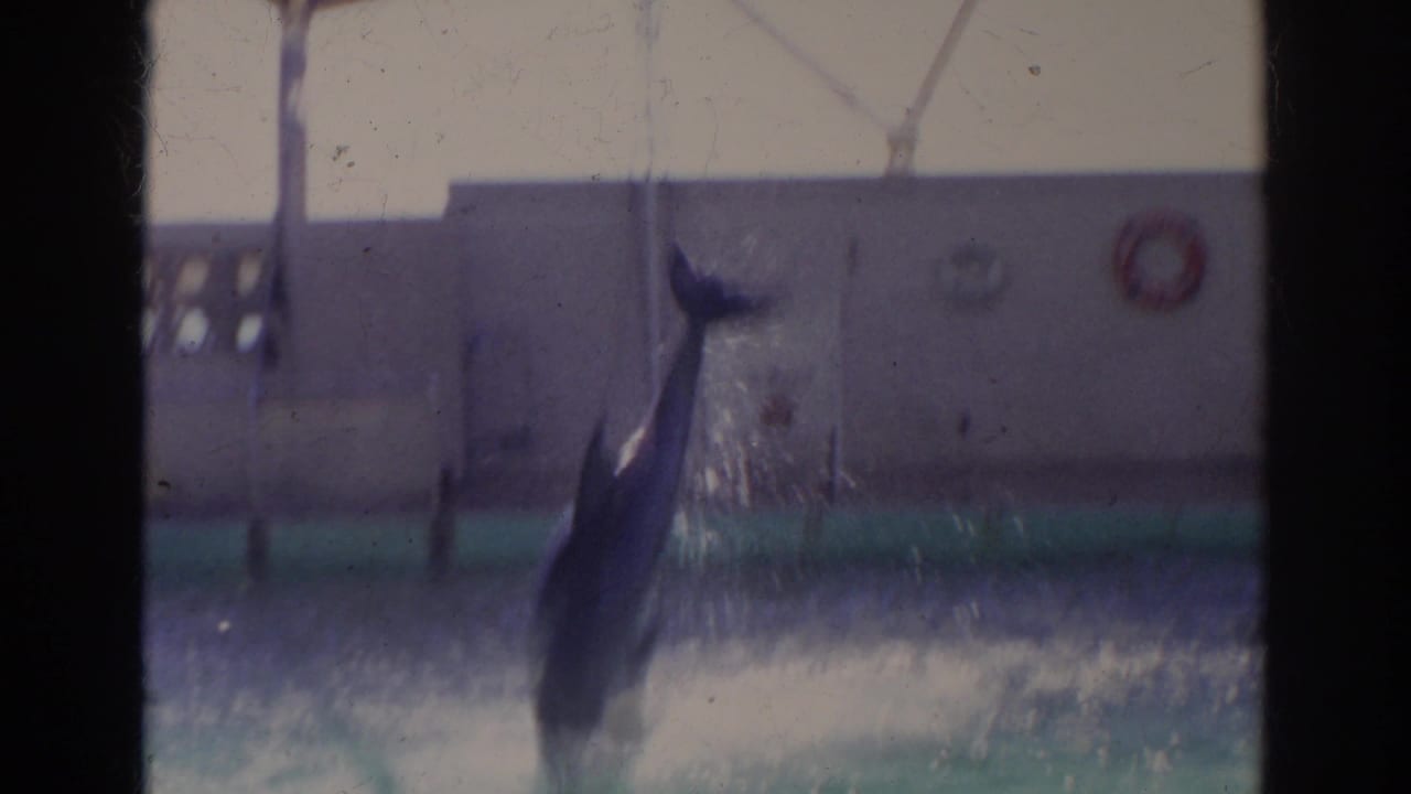 A dolphin stands nearly vertical in the water during a 1966 Norfolk show, surrounded by spray in front of the concrete pool wall.