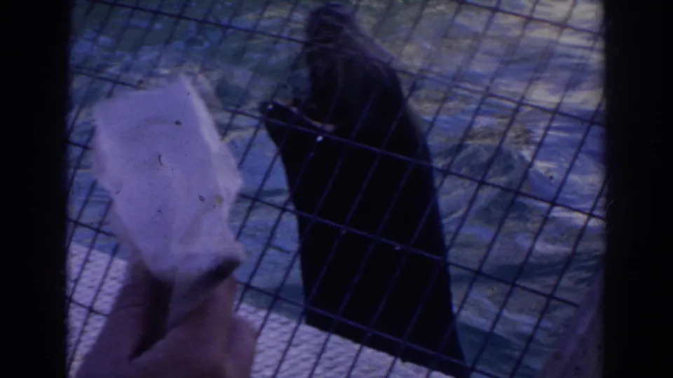 A hand offers food through wire mesh to a dark sea lion at a Norfolk aquarium exhibit in 1966 footage.