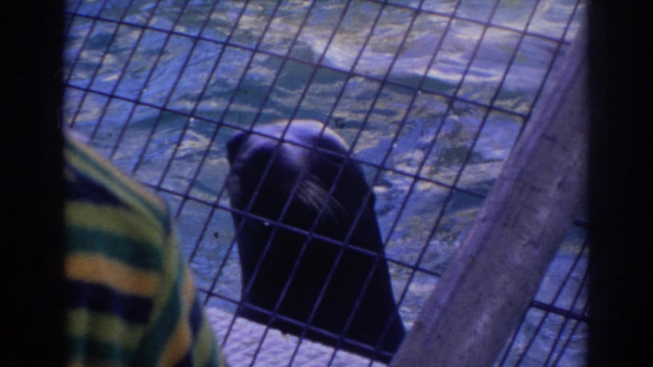 1966 Norfolk zoo home-movie frame showing a dark sea lion behind wire mesh beside a partially visible visitor in striped clothing.