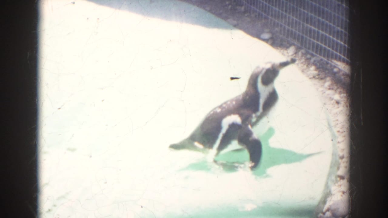 1966 Norfolk zoo home-movie frame showing two black-and-white penguins on pale concrete beside an enclosure wall.