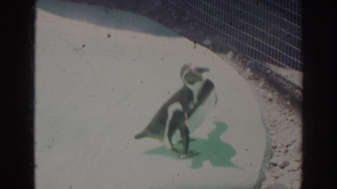 1966 Norfolk zoo home-movie frame showing two penguins close together on a light concrete surface with soft focus and fading color.