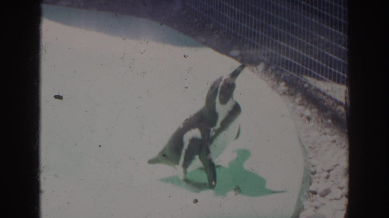 1966 Norfolk zoo home-movie frame showing two penguins walking near the curved boundary of a concrete enclosure in Norfolk.