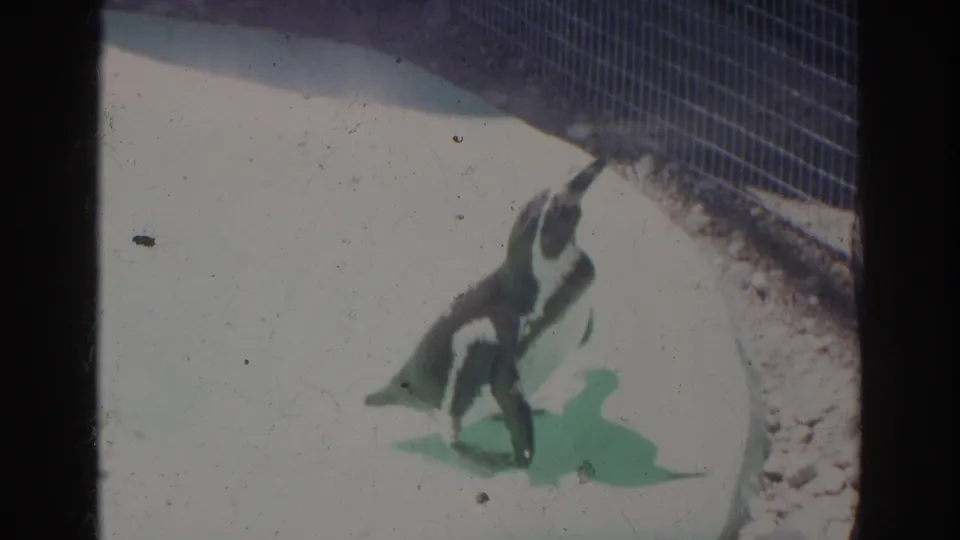 1966 Norfolk zoo home-movie frame showing two penguins walking near the curved boundary of a concrete enclosure in Norfolk.