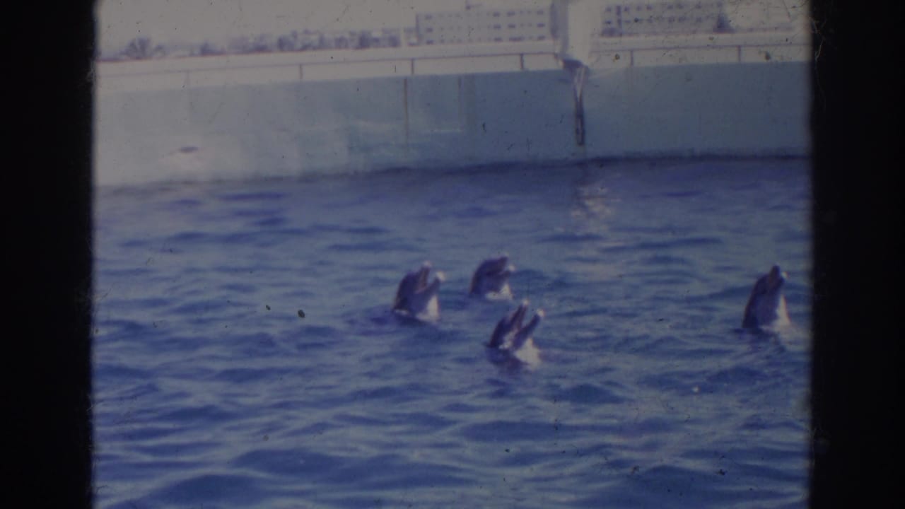1966 Norfolk home-movie frame showing dolphins surfacing in a blue outdoor pool at a marine facility.