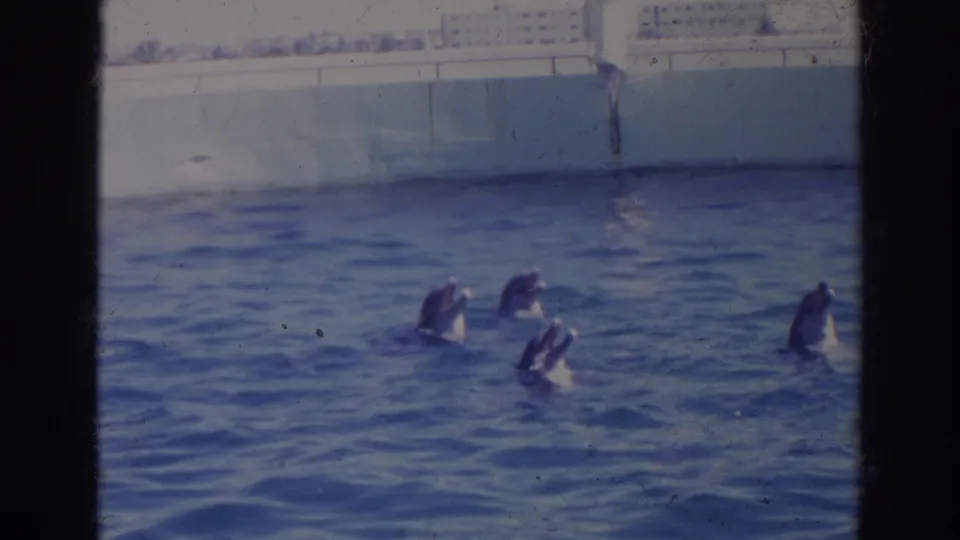 1966 Norfolk home-movie frame showing dolphins surfacing in a blue outdoor pool at a marine facility.