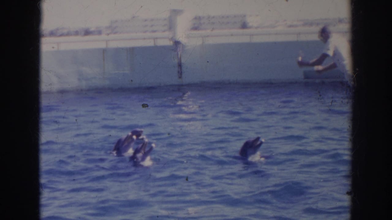 Dolphins surface near a handler standing at the right edge of the pool.