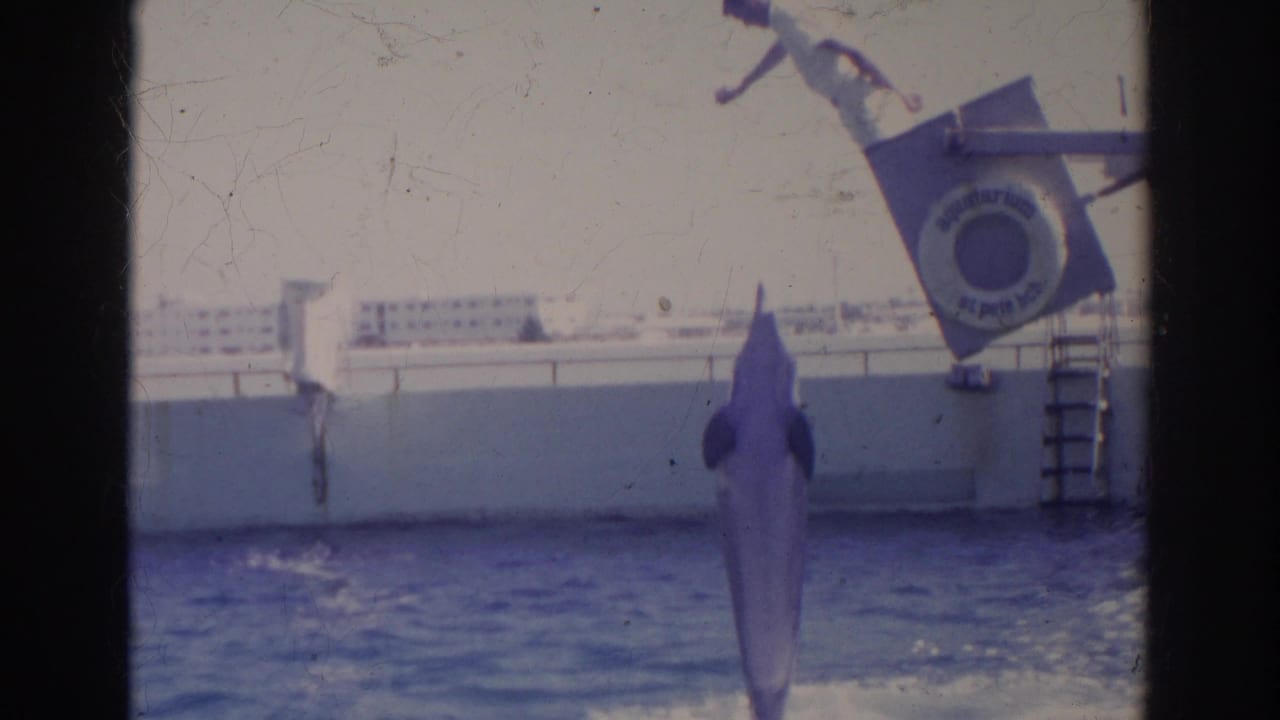 A dolphin rises vertically from the pool near signage and a ladder in 1966 Norfolk marine exhibit footage.