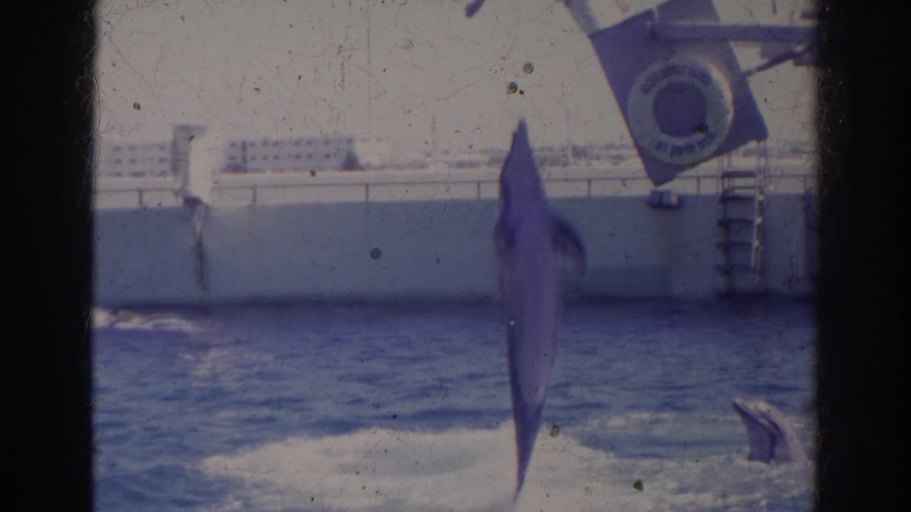 A dolphin jumps upright in the outdoor pool during a 1966 Norfolk visitor-shot marine animal show.