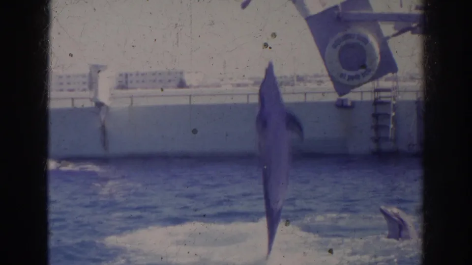 A dolphin jumps upright in the outdoor pool during a 1966 Norfolk visitor-shot marine animal show.