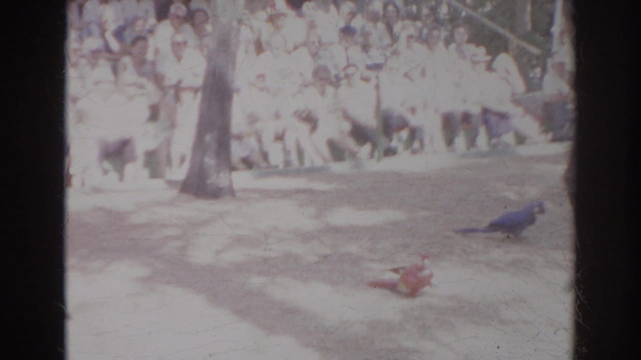 1966 Norfolk home-movie frame showing colorful macaws on a dirt performance area before bleachers of spectators.