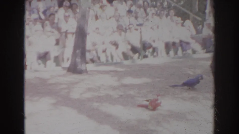 1966 Norfolk home-movie frame showing colorful macaws on a dirt performance area before bleachers of spectators.