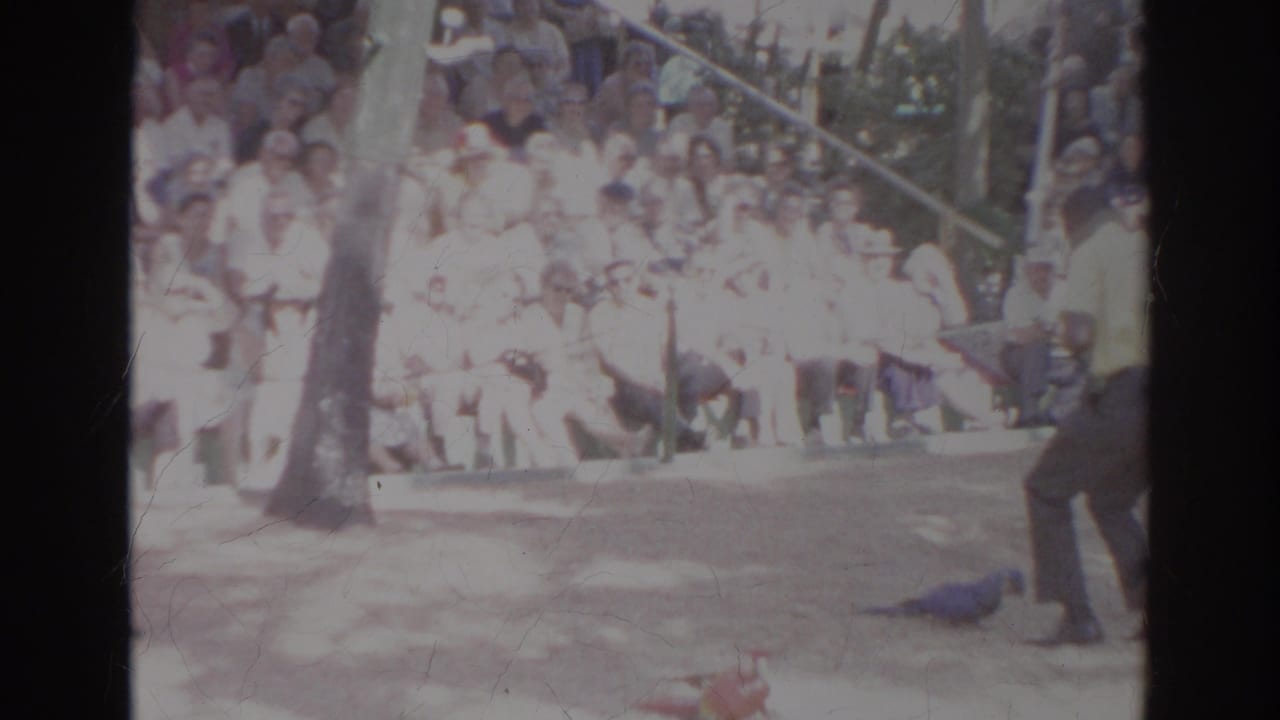 Trainer in dark trousers stands at the edge of a Norfolk bird-show stage near a blue macaw, with spectators in bleachers behind.