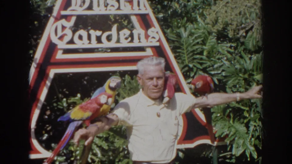 In the clearest frame, the man stands before the Busch Gardens sign with three macaws perched on his arms and shoulder in bright 1966 sunlight.