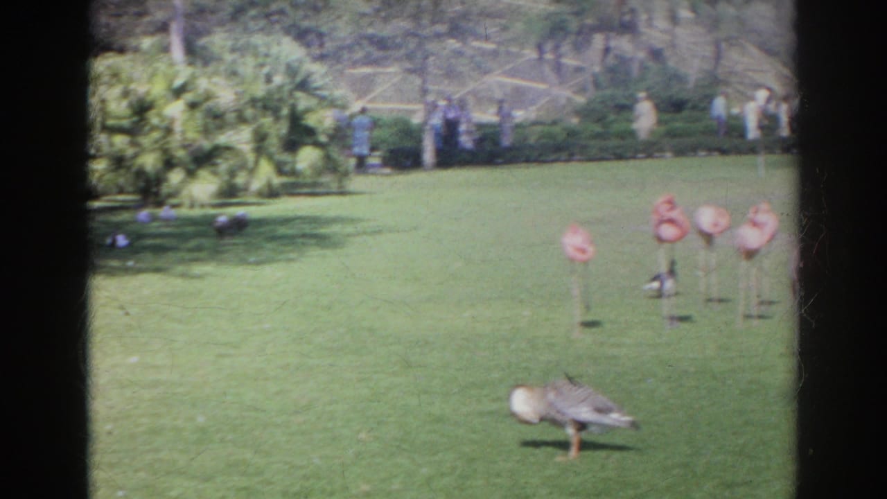Pink flamingos stand on a green lawn at Busch Gardens, with visitors and plantings visible in the distance.
