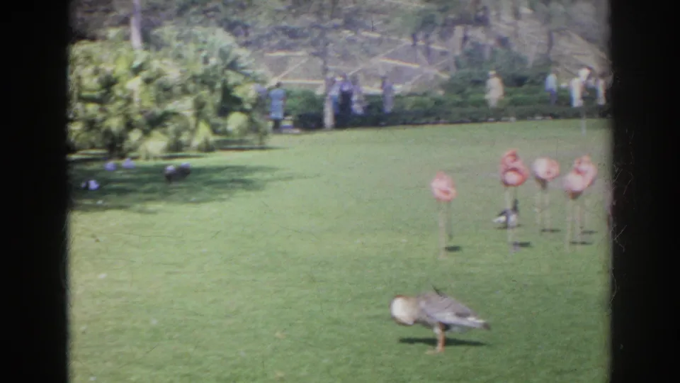 Pink flamingos stand on a green lawn at Busch Gardens, with visitors and plantings visible in the distance.
