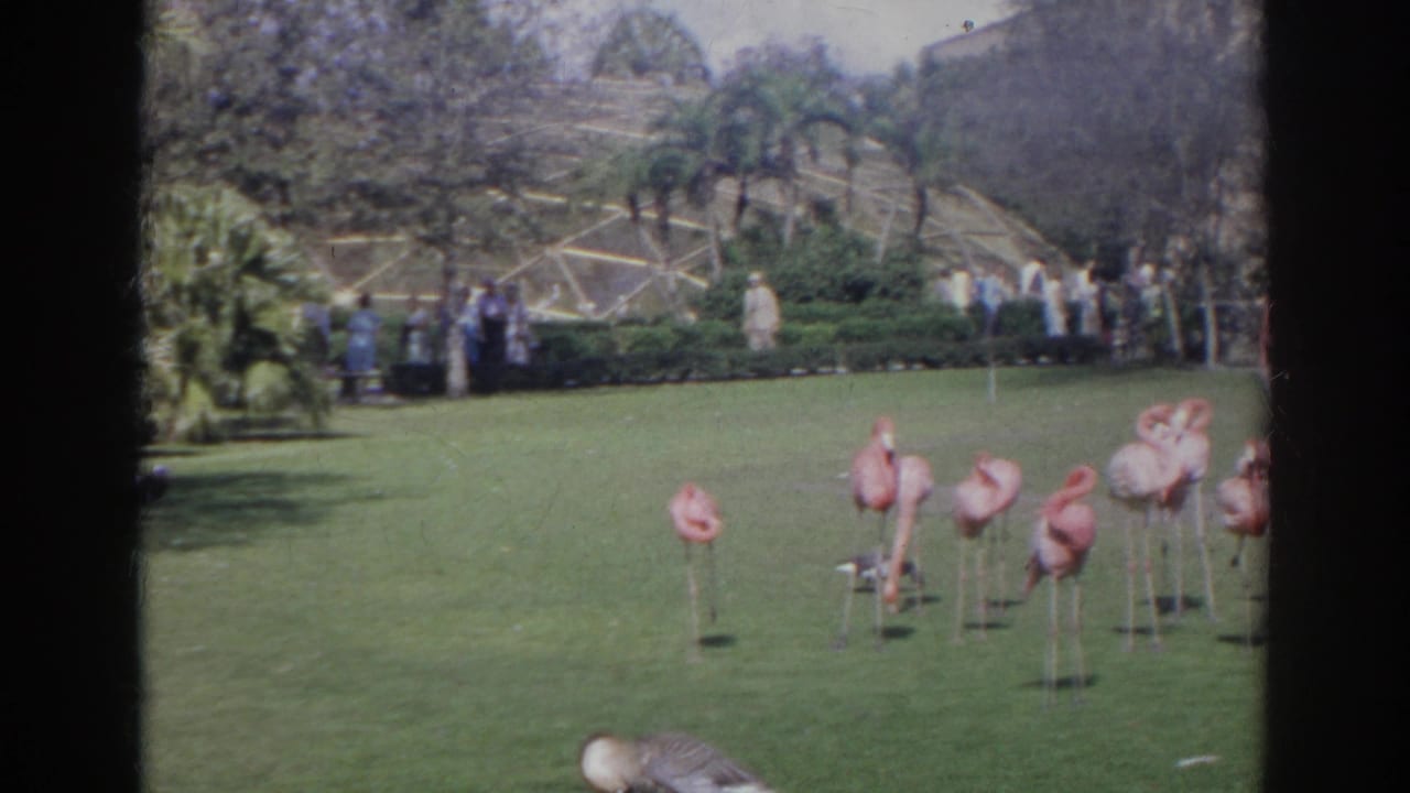 Flamingos stand across a landscaped lawn with visitors and a greenhouse-like structure in the background.