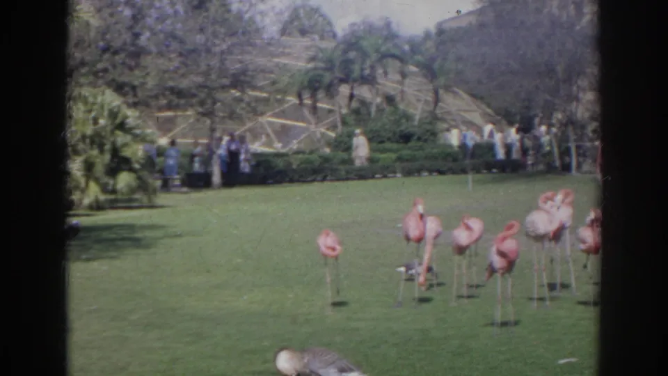 Flamingos stand across a landscaped lawn with visitors and a greenhouse-like structure in the background.