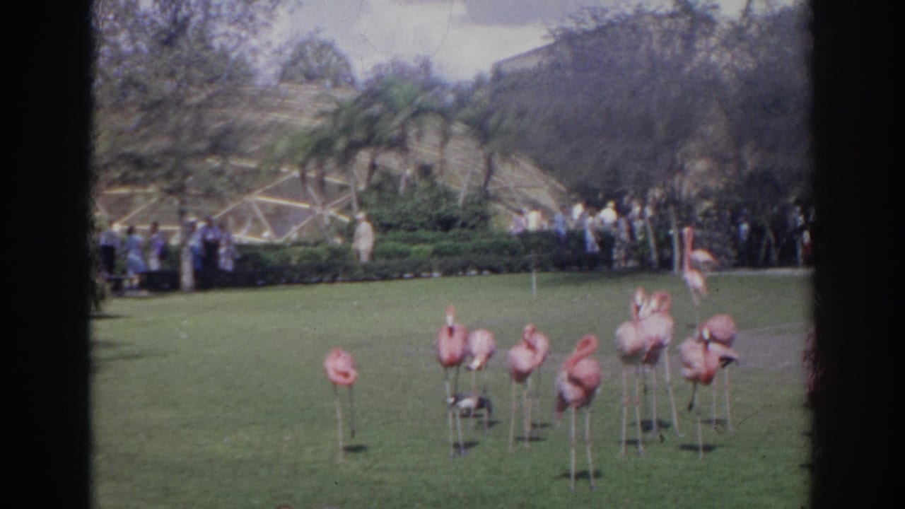 Flamingos stand on grass with zoo visitors and a geometric structure behind them.