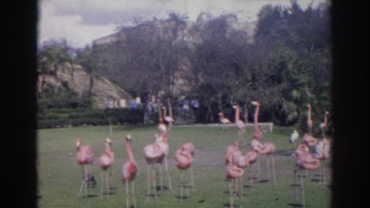 A flock of flamingos stands across a lawn with visitors and dense plantings behind.