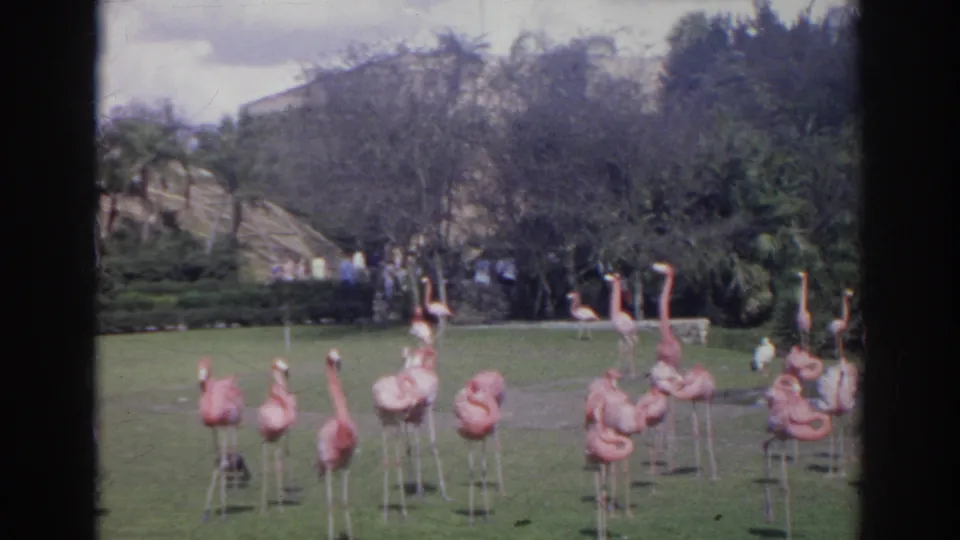 Several flamingos stand and preen on a zoo lawn in the 1966 Norfolk footage, with visitors, trees, and tropical plantings in the background.